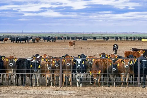 Inside big beef’s climate messaging machine: confuse, defend and downplay
