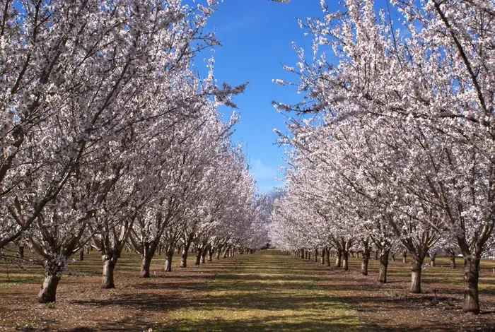 What Would Regenerative Farming Mean For Almonds?