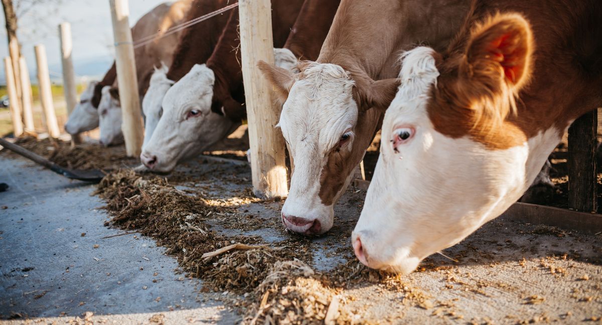 Why addressing methane from meat is the fastest way to reverse climate change