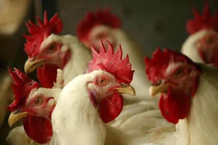 Chickens are taking over the planet
