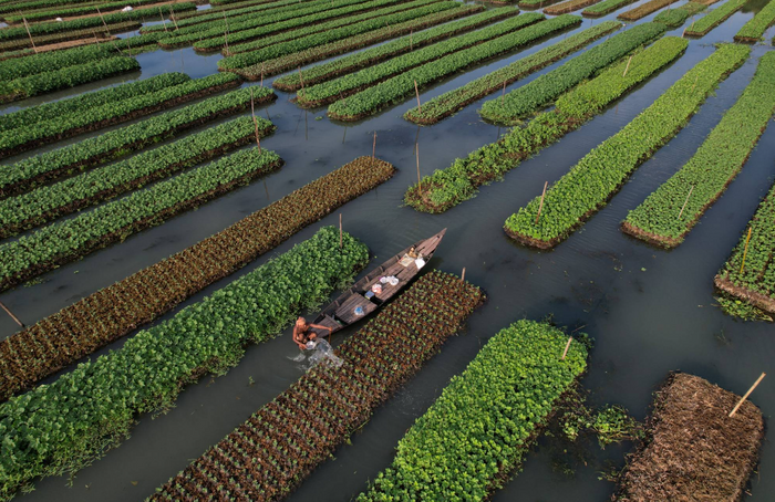 How floating farms are helping Bangladesh adapt to climate change