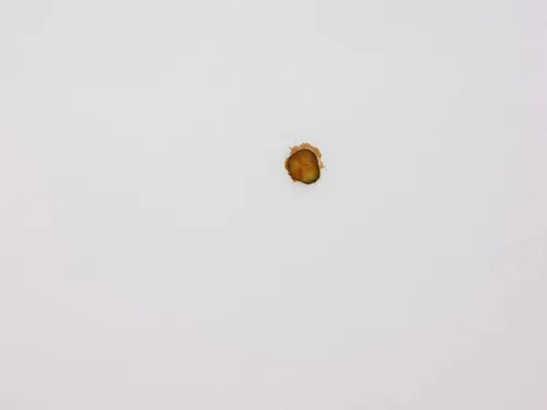 Is This Art? McDonald’s Cheeseburger Pickle Flung onto Ceiling on Sale