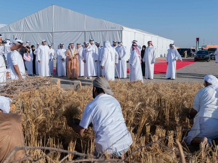 Watch: Sharjah Ruler witnesses Maliha wheat farm harvest