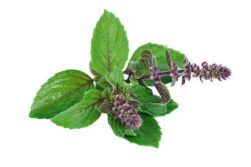 Holy basil: A sacred herb that helps fight cancer