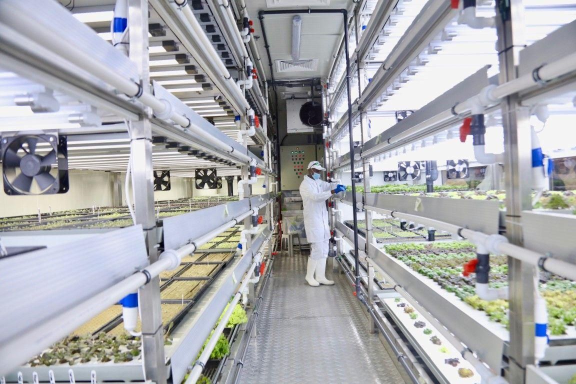 How Majid Al Futtaim Is Raising Food Security In The UAE through Hydroponic Farming