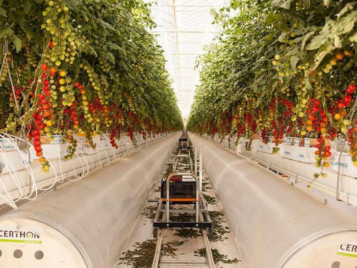 UAE's agri-business firm gets a $100m seeding