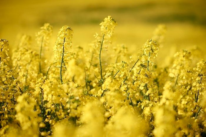 Rapeseed protein consumption has comparable beneficial effects on human metabolism as soy protein, say nutrition scientists in Germany.
