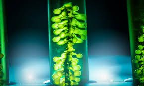 Boost to develop microalgae into health foods