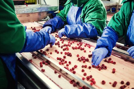 Gloves in the food industry