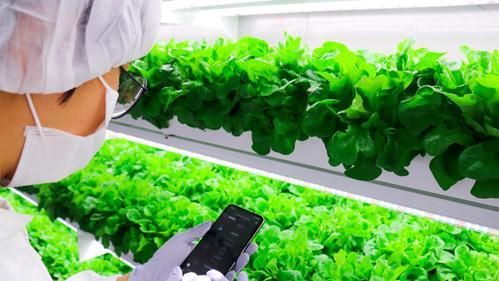 UAE vertical farming firm reveals plan to launch healthy food brand