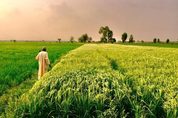 Saudi Arabia plans huge investment in Nigeria’s agric sector