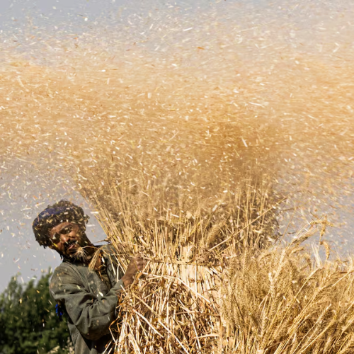 Egypt announces agricultural project for food security