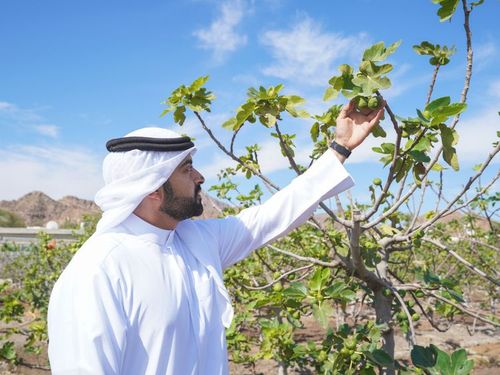 First ever Hatta Farming Festival launched to empower local farms