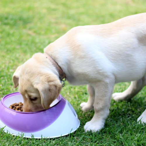 Switching pets to vegan diets could benefit environment, study suggests