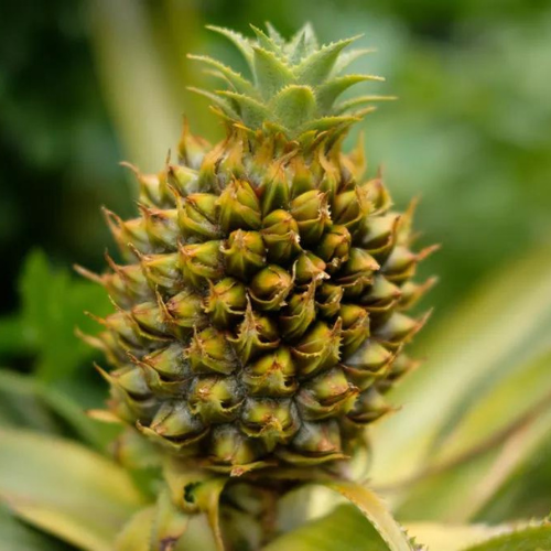 Agtech seedlings: Fresh Del Monte to manufacture biofertilizer from ...