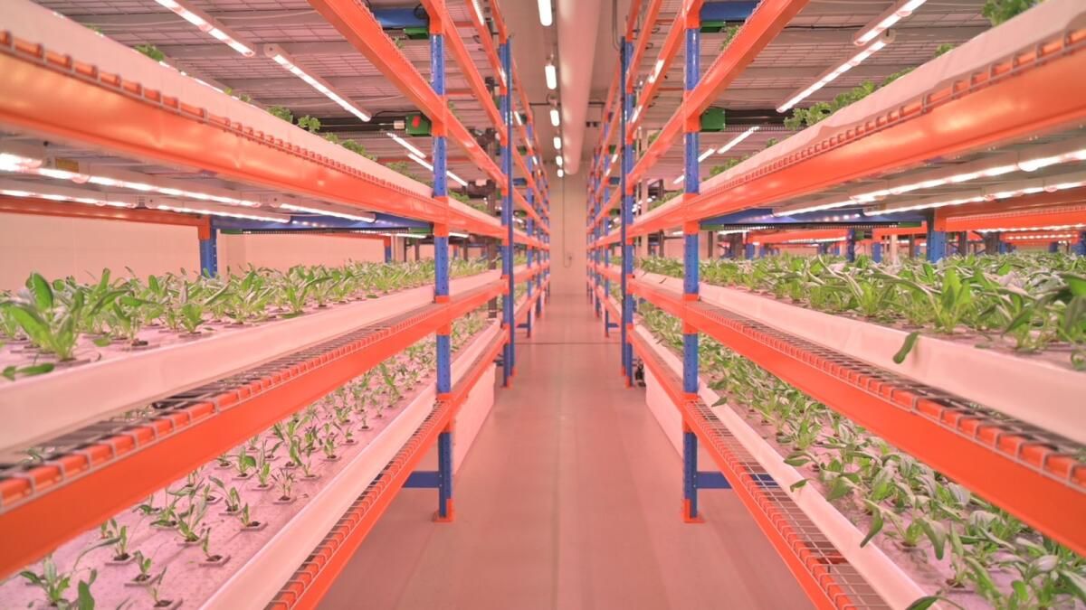 Dubai: How vertical farming can work in residential buildings - Gulfood ...