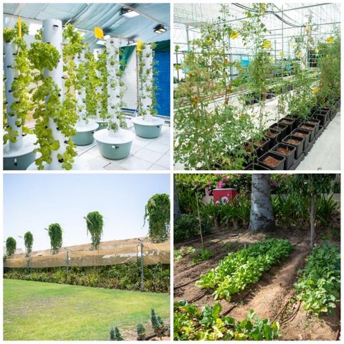 Beehives, fish-filled lakes: Dubai home gardens where fruits, vegetables are grown win Dh100,000