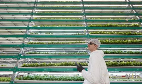 iFarm launches vertical farm in Dubai as sector tipped to reach $6.23bn in MENA