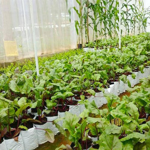 farming