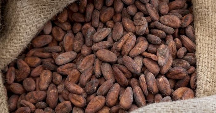 Ferrero aims to be a ‘force for good’ in latest Cocoa Charter Progress Report