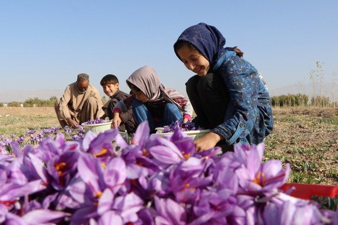 Afghans set sights on Middle East with world's best saffron