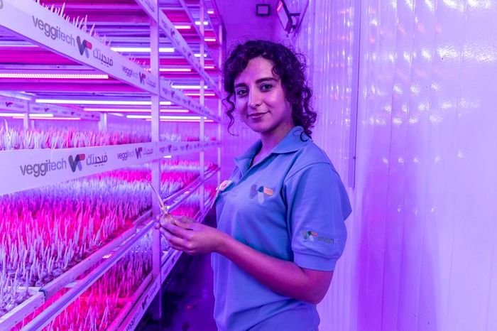 'Red gold' saffron grows in Sharjah desert using vertical farming methods