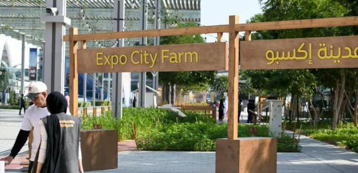 Dubai's Expo City Farm shows how to grow fresh and sustainable food in the desert