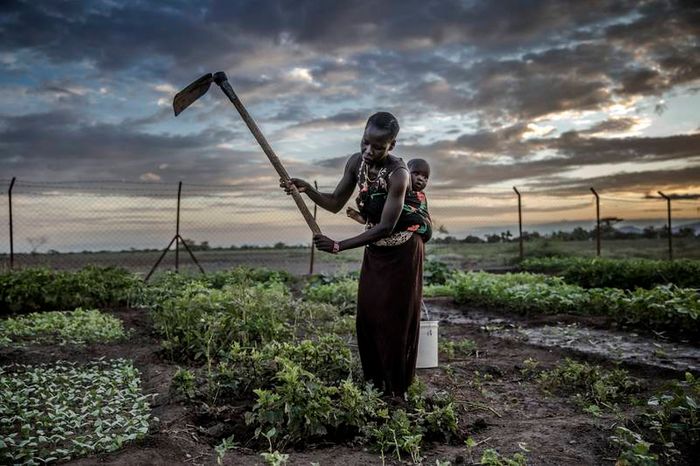 'Huge hope' for Cop28 leaders' pledge on food and climate