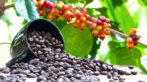 Cameroon secures US$2.2M investment from Japan to boost cocoa and coffee production