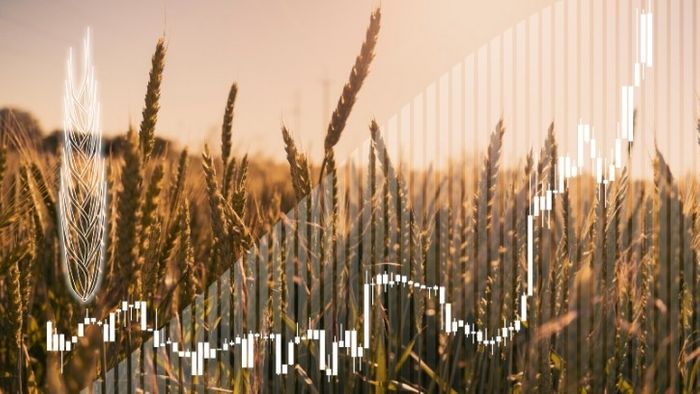 Grain trade disruption could cause severe repercussions on dietary energy and protein consumption in the Middle East – study