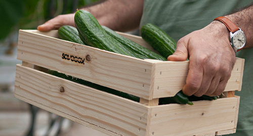 Saveggy Raises €1.76M for Plastic-Free Edible Cucumber Packaging