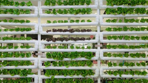 Vertical farming: global food security solution or expensive way to grow leafy greens?