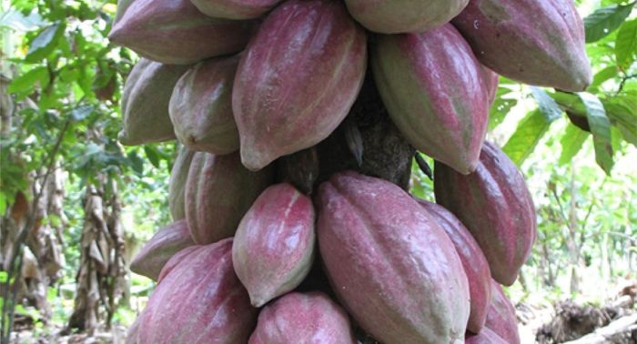 MondelÄ“z commits $600M more to cocoa sustainability