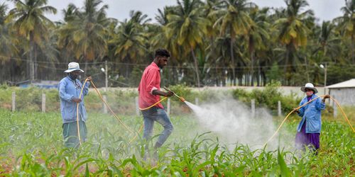 The Fertilizer Conundrum