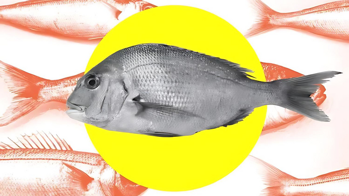 Is AI the Answer to Sustainable, Humane Seafood?