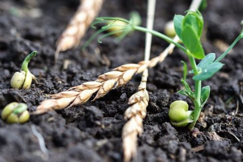 PepsiCo to pump $216m into US regenerative ag: ‘We’re putting our money where our mouth is’