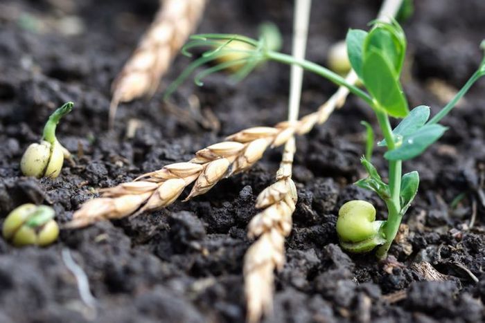 PepsiCo to pump $216m into US regenerative ag: ‘We’re putting our money where our mouth is’
