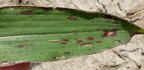 Insignum AgTech develops plant genetic traits enabling plants to ‘talk’ to farmers when stressed