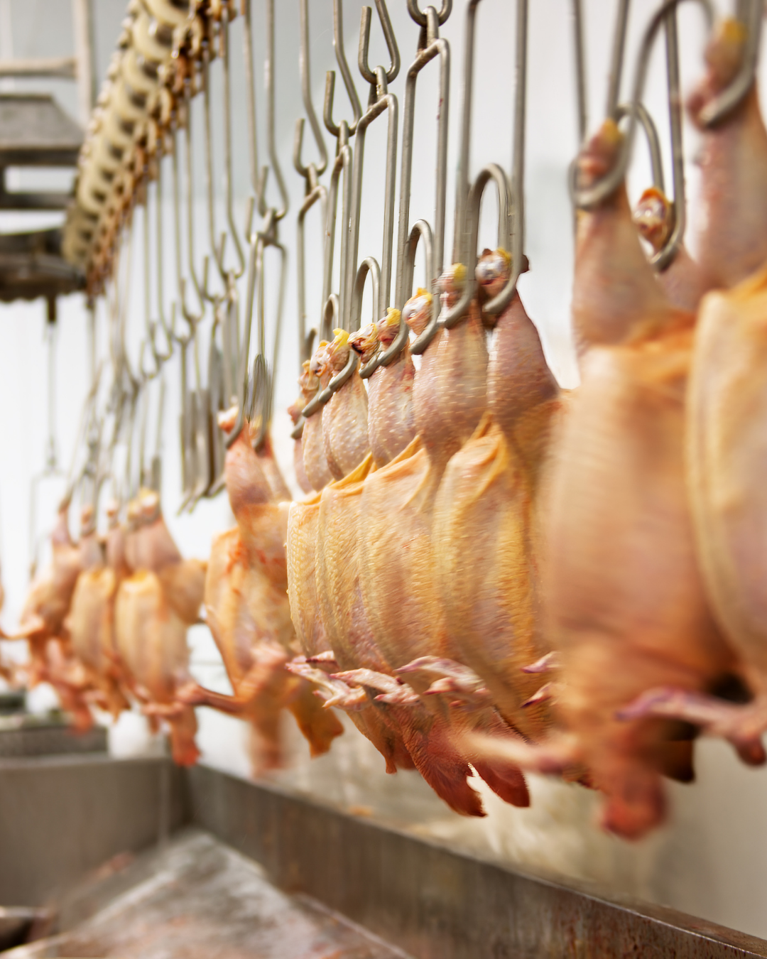 AI-Powered Robotics & Automation