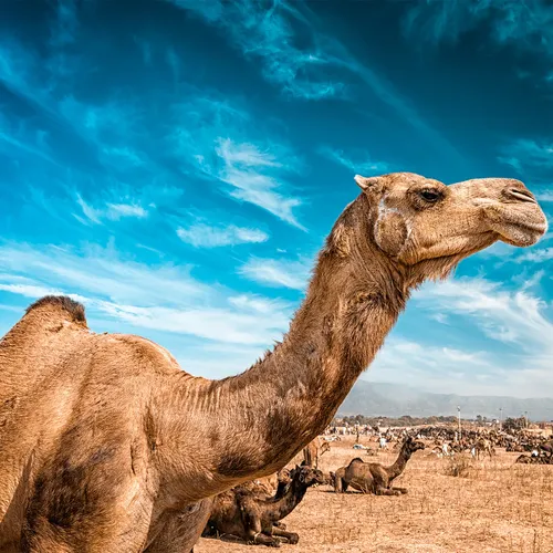 Somalia’s camel milk revolution is improving nutrition and creating jobs