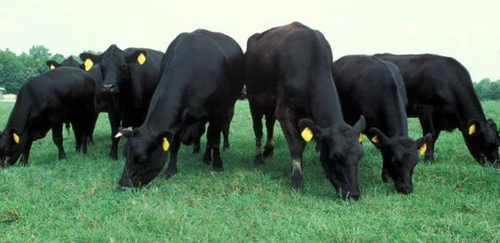 Greenhouse gas emissions from agriculture grew 14% in 20 years