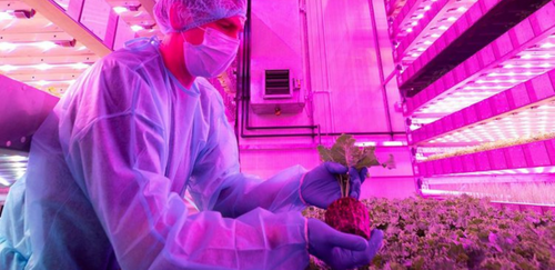 Dubai's Food Tech Valley to host a 'GigaFarm' to recycle 50,000t of food waste