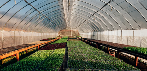 Revolutionizing Foodtech Through Molecular Farming