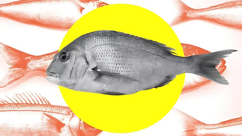 Is AI the Answer to Sustainable, Humane Seafood?