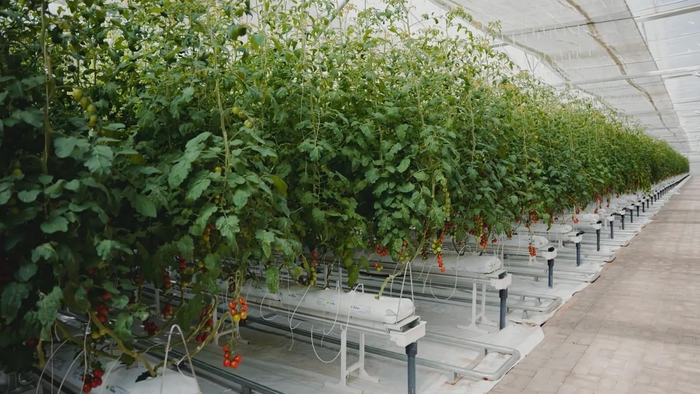 Iyris makes fresh produce easier to grow in difficult climates, raises $16M