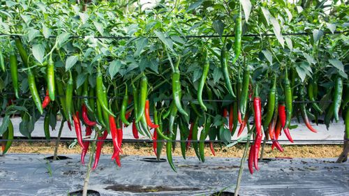 Farmers in India are using AI for agriculture – here's how they could inspire the world