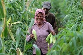 Governments put sustainable food systems on the table at COP28