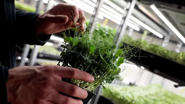 Vertical farming, agri-tech key to bolstering UAE's food, water security: Ministers