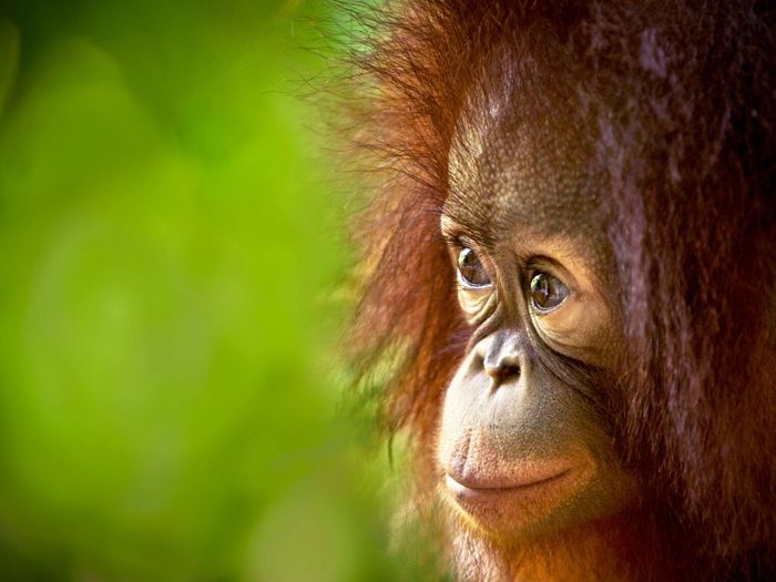 Bill Gates-Backed C16 Biosciences Will Bring Its First Palm Oil Alternative to Market Next Year