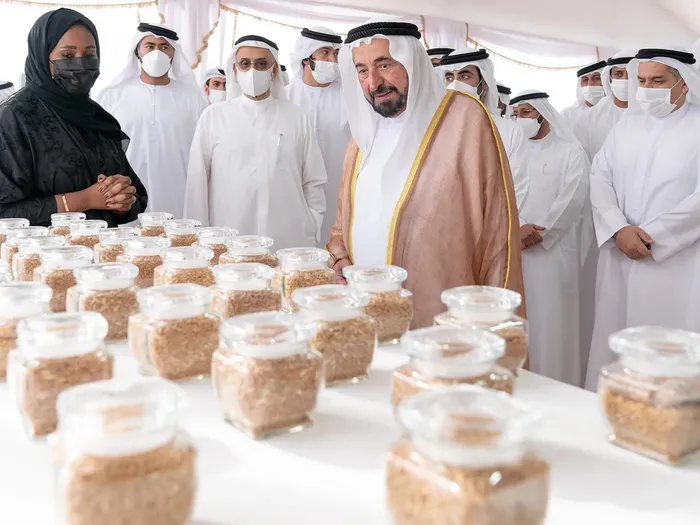 Emirati Scientists Create Wheat Variety with ‘Record-Breaking’ 19% Protein